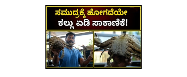 Crab Farming: ಮನೆಯಲ್ಲೇ ಕಲ್ಲು ಏಡಿ ಸಾಕಾಣಿಕೆ ಮಾಡಿ ಯಶಸ್ಸು ಕಂಡ ಮಂಗಳೂರು ಯುವಕ! ವರ್ಷಪೂರ್ತಿ ಲಾಭದ ಕ್ರೇಜಿ ಐಡಿಯಾ