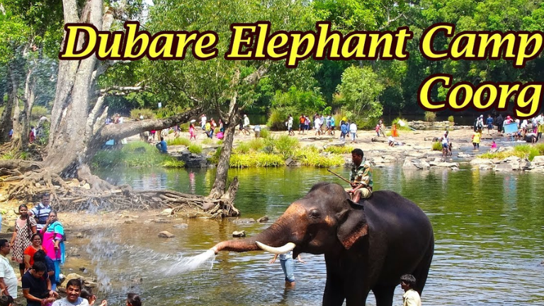 ದುಬಾರೆ ಆನೆ ಶಿಬಿರ ತಾತ್ಕಾಲಿಕ ಬಂದ್!